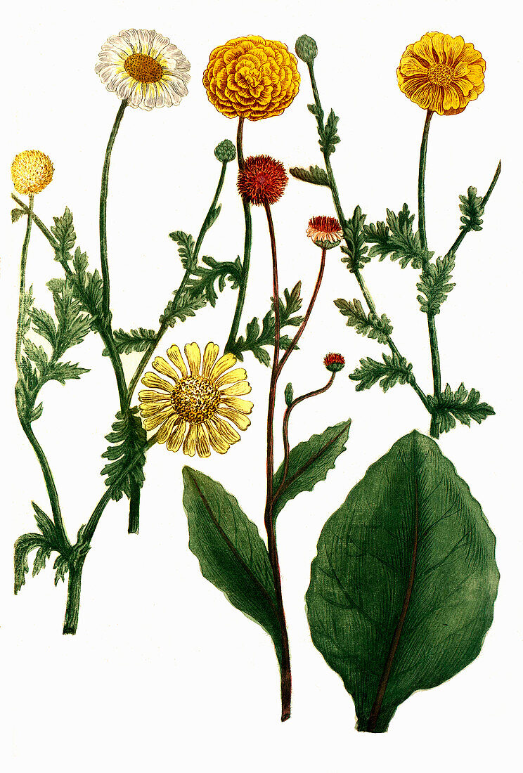 Chrysanthemum matricariae, hortense, digital retuschierte Illustration
