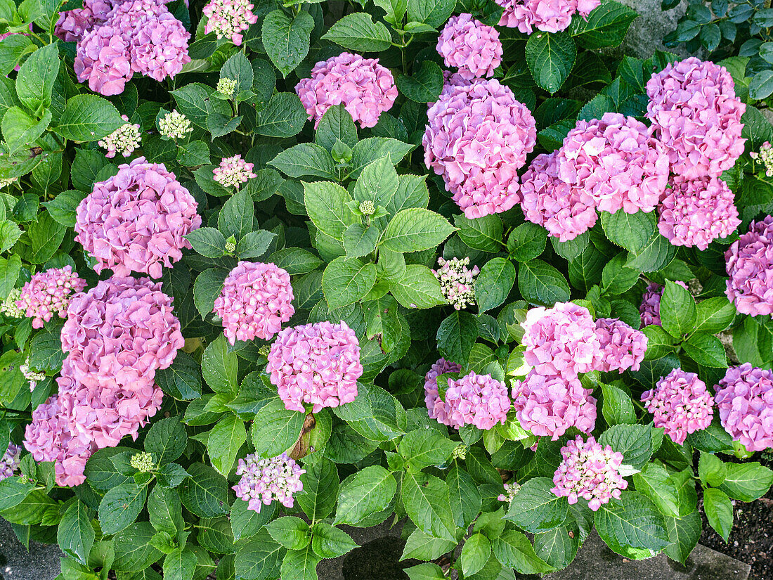 Rosafarbene Hortensie im Garten, (Hydrangea)