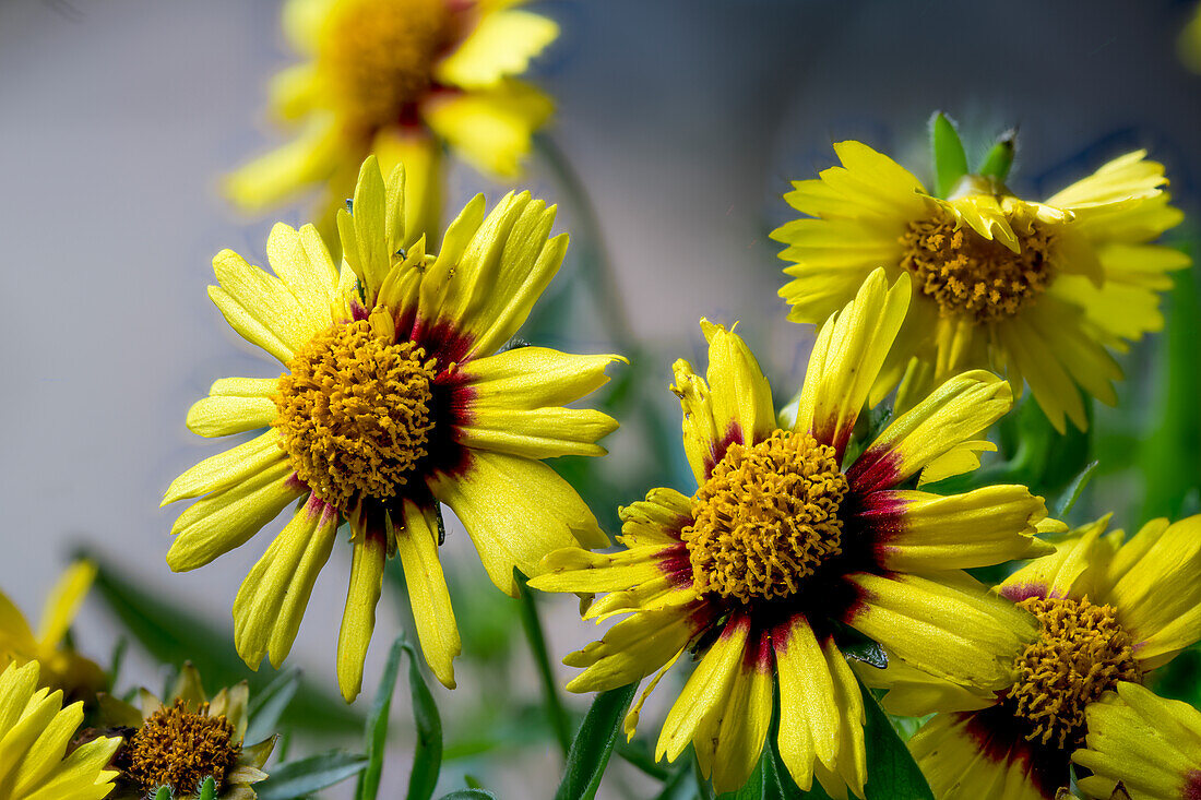 Coreopsis, tickseed flowers in a meadow