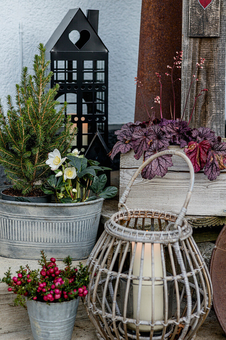 Winterliches Arrangement mit Laterne, Scheinbeeren, Tannenbäumchen und Christrosen auf der Terrasse