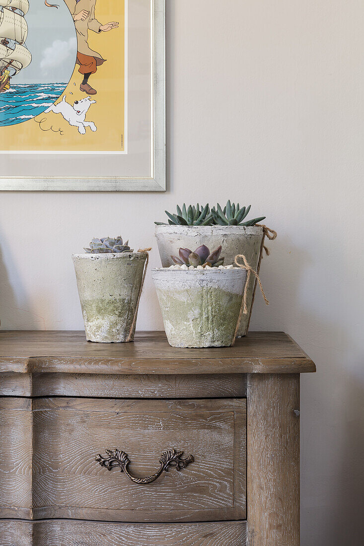 Succulents in three pots on an antique dresser