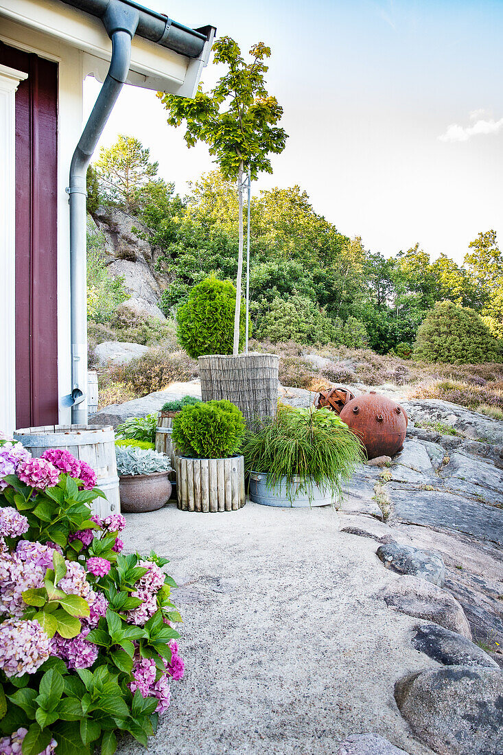 Hydrangea and plant pots on garden path in a rock garden