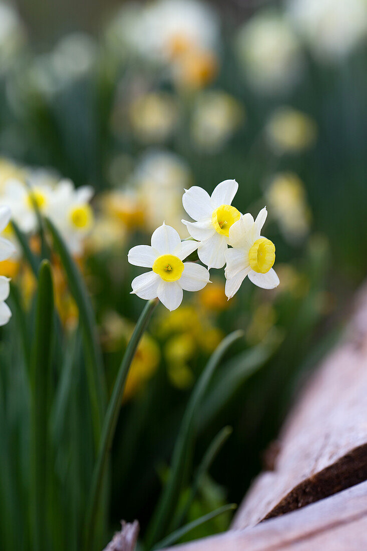 White and yellow daffodils in the garden