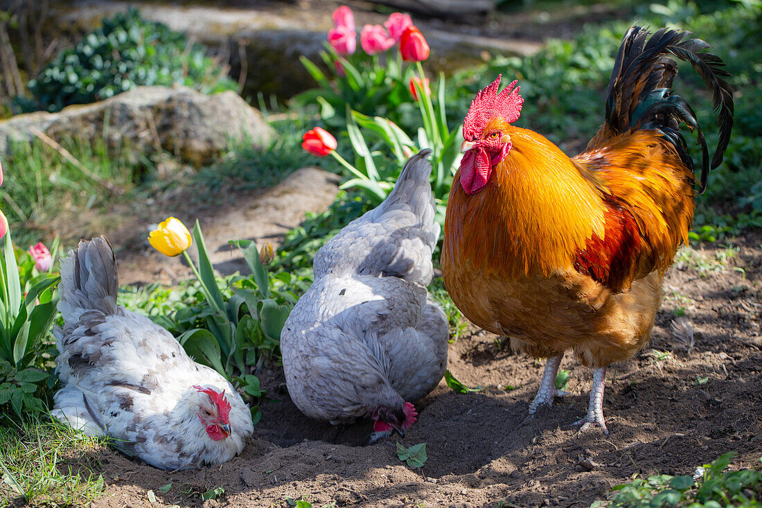 Chickens in the flower bed