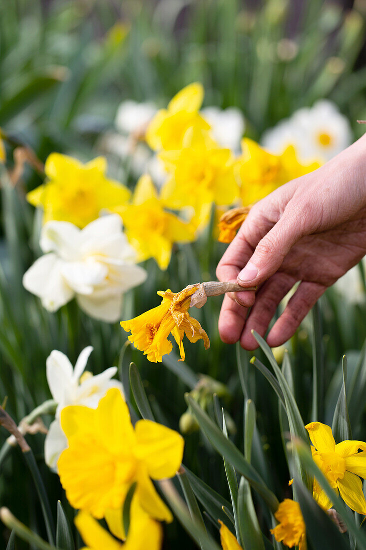 Removing wilted daffodils
