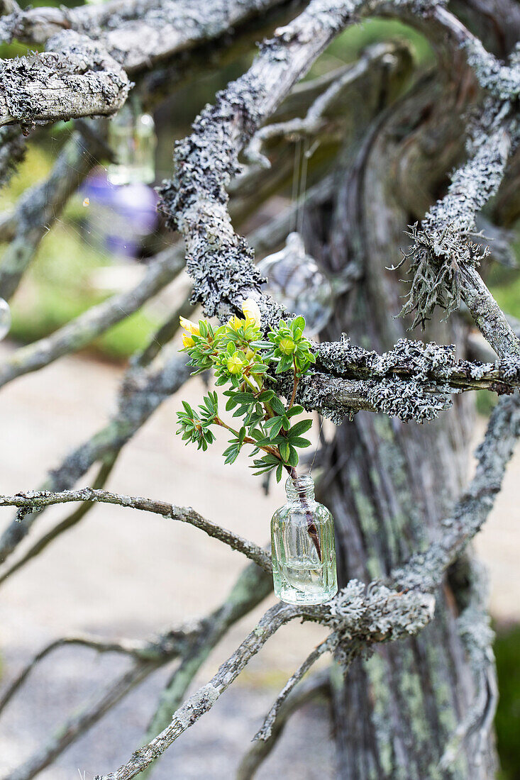 Knorriger Erinnerungsbaum, geschmückt mit Hängevase