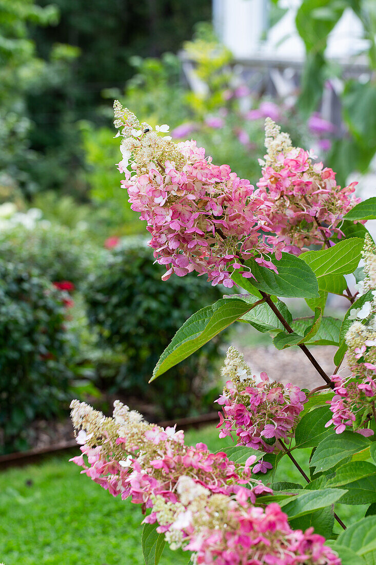 Hydrangea 'Pinky Winky' in the garden