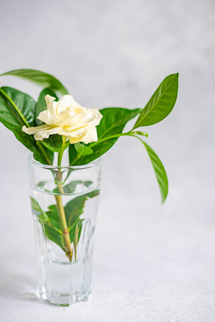 Gardenia branch with white blossom in a water glass