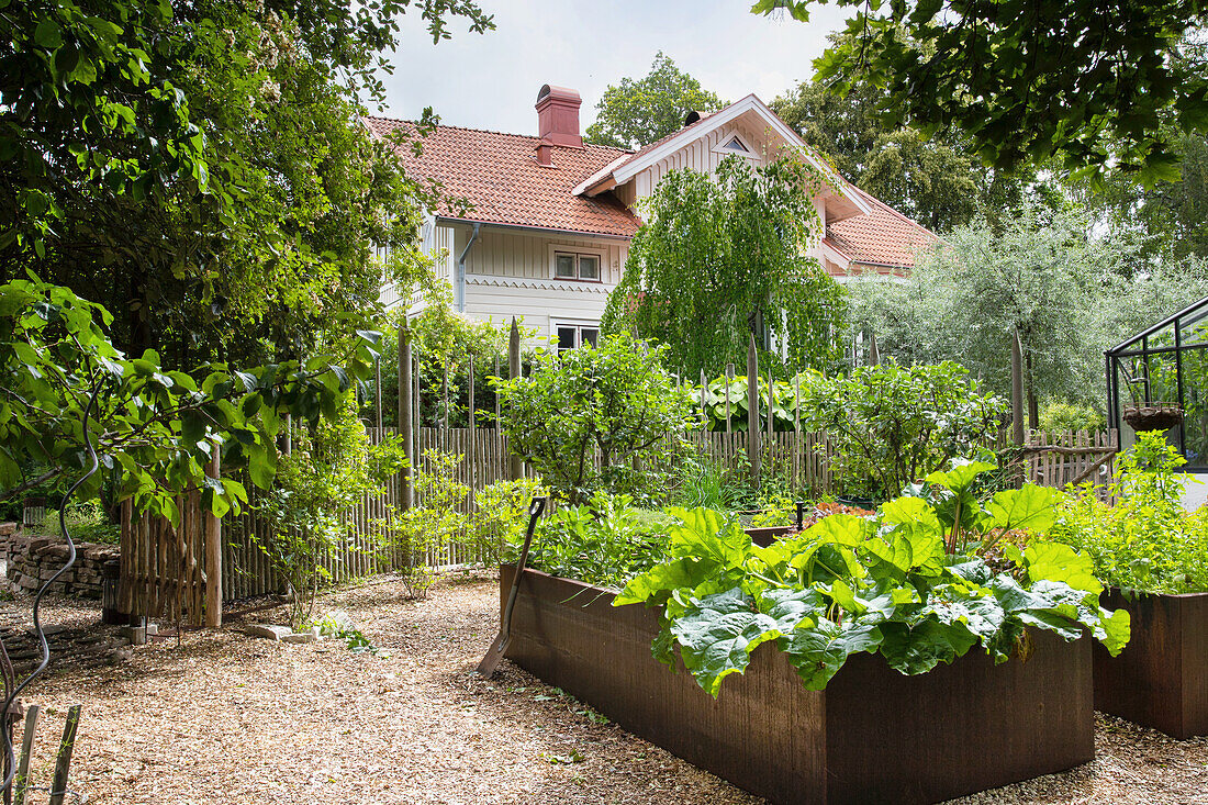 Raised beds made of Corten steel with vegetables and herbs, in between soil made of wood chips