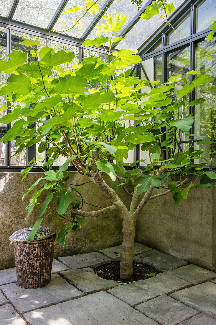 Old fig tree planted in the floor of the greenhouse