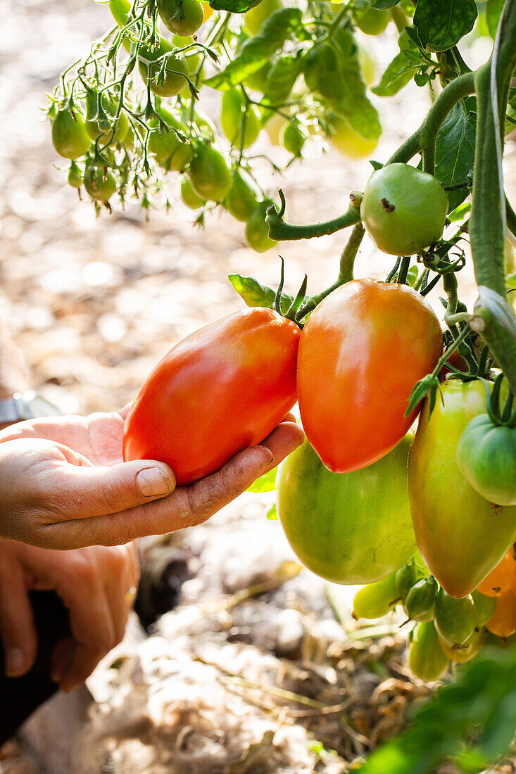 'Amish Paste' tomato plant