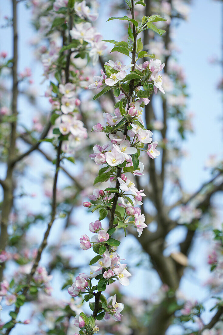 Apfelbaum in voller Blüte im Frühling