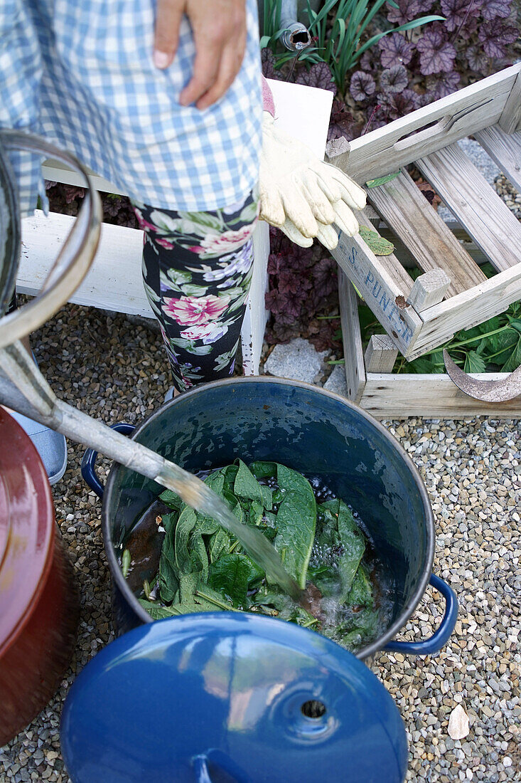 Making plant stock in a blue pot in the garden