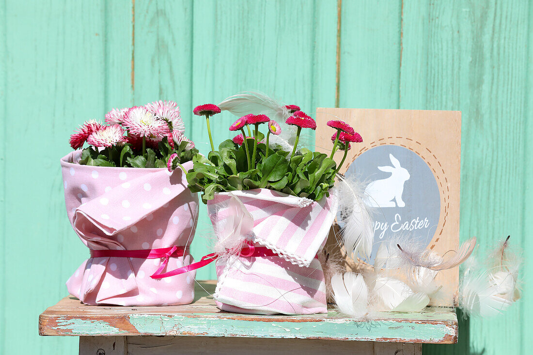 Bellis in pots wrapped with linen cloths