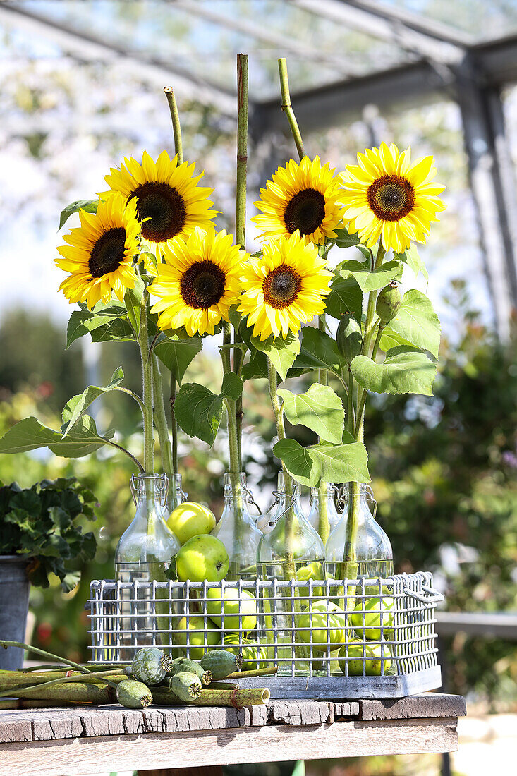 Bügelflaschen mit Sonnenblumen und grüne Äpfel im Flaschenkorb