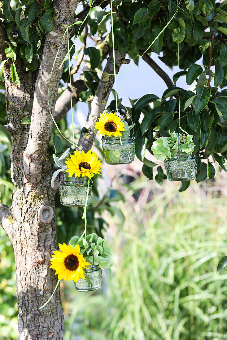 Small green glass vases with sunflowers hanging from a tree