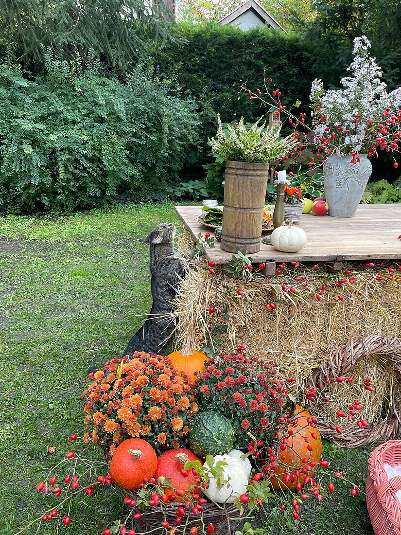 Autumnal decorations in a garden with pumpkins, autumnal flowers and a cat