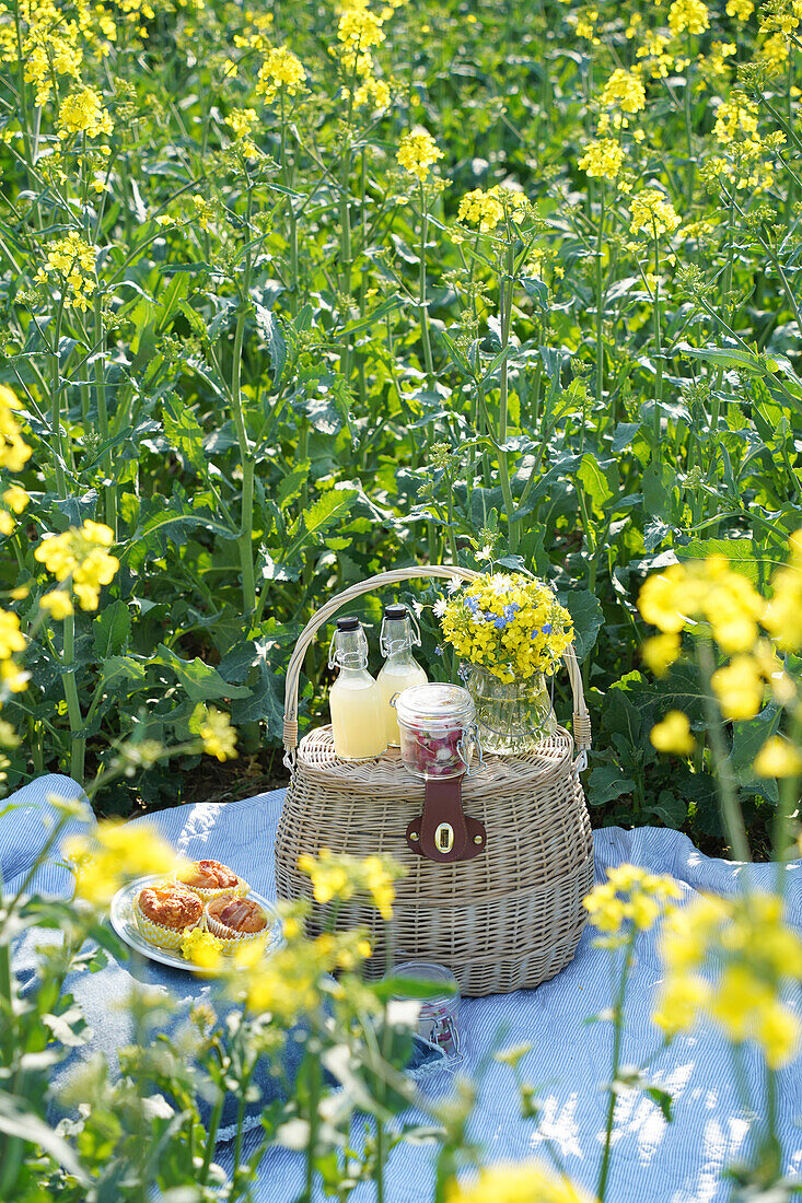 Picnic basket with drinks and pastries in rape field in spring