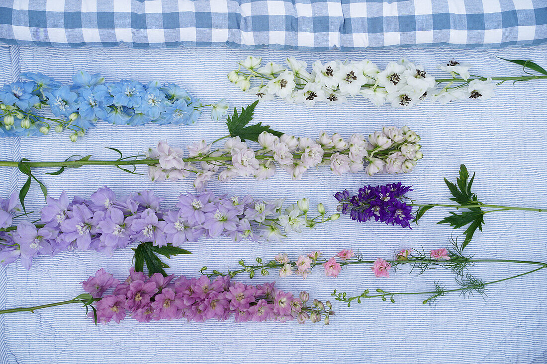 Delphinium in various colors on striped fabric