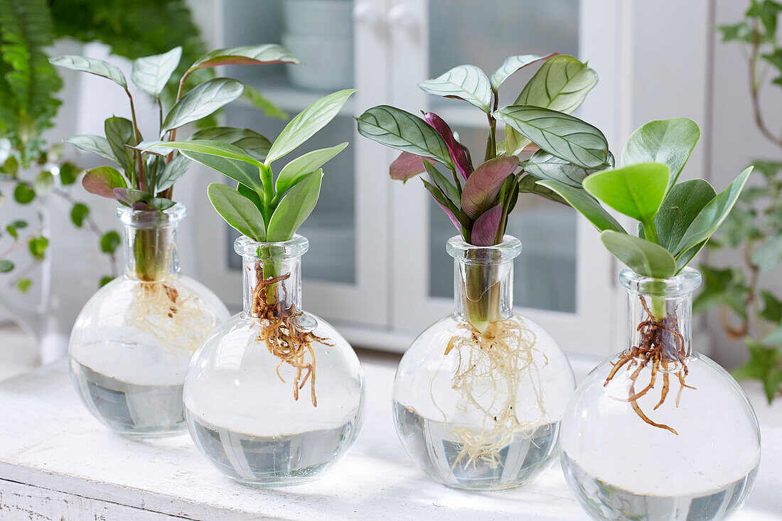 Calathea and Clusia in glass vases