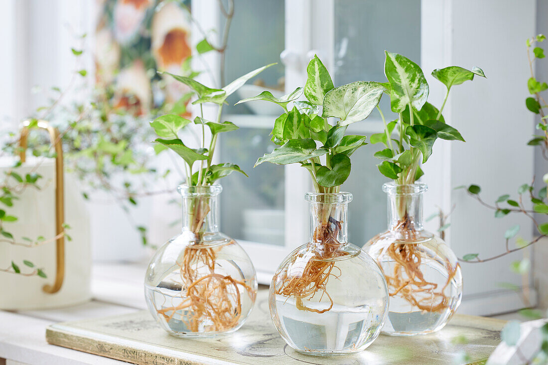 Syngonium in glass vases