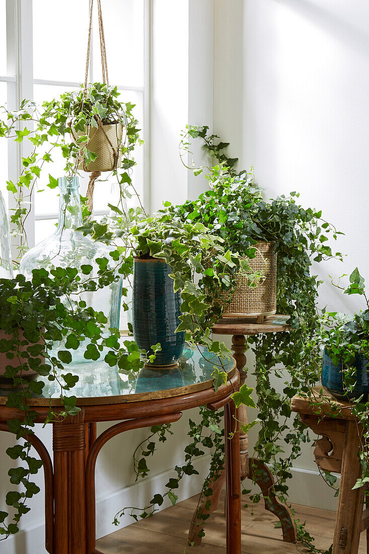 Hedera collection