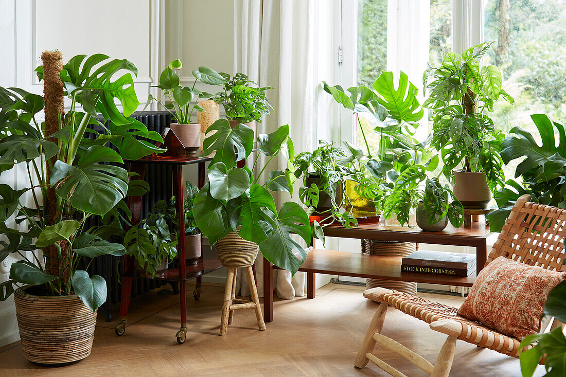 Monstera collection