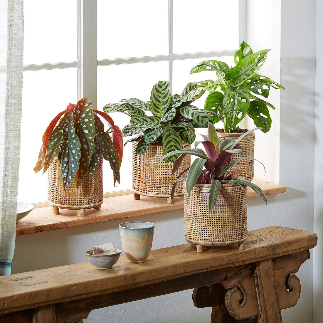 Indoor plant collection