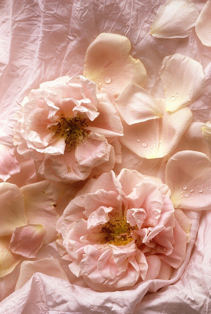 Rosafarbene Rosenblüten auf rosa Stoffuntergrund