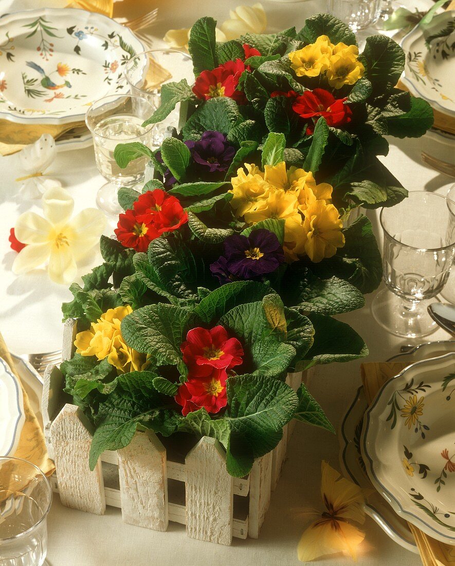 Dekorativer Blumenkasten mit Primeln als Tischdekoration