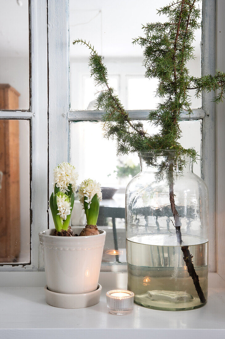 Hyacinths in pot and twig in glass vase in front of window