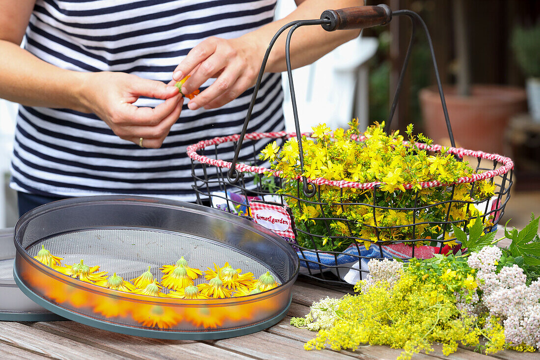 Basket with collected St John's wort and arnica flowers in a drying sieve - woman in the background