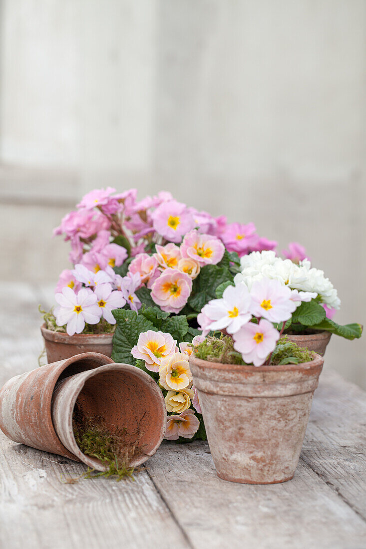 Arrangement with pastel-colored primroses in small antique terracotta pots