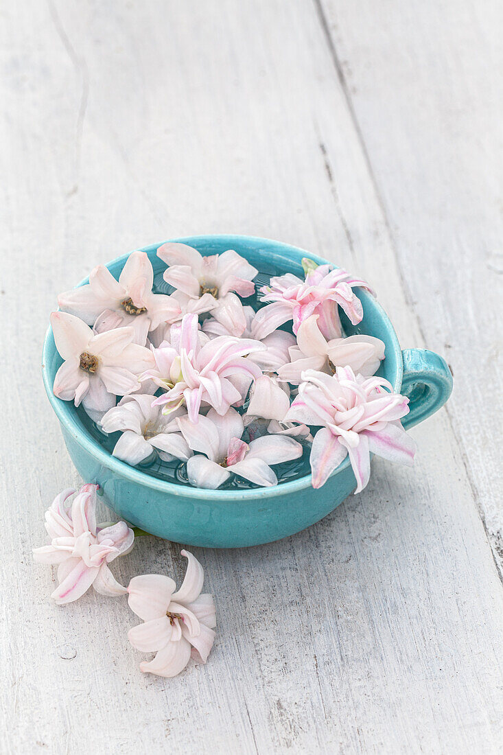 Pale pink hyacinth flowers floating in a turquoise cup