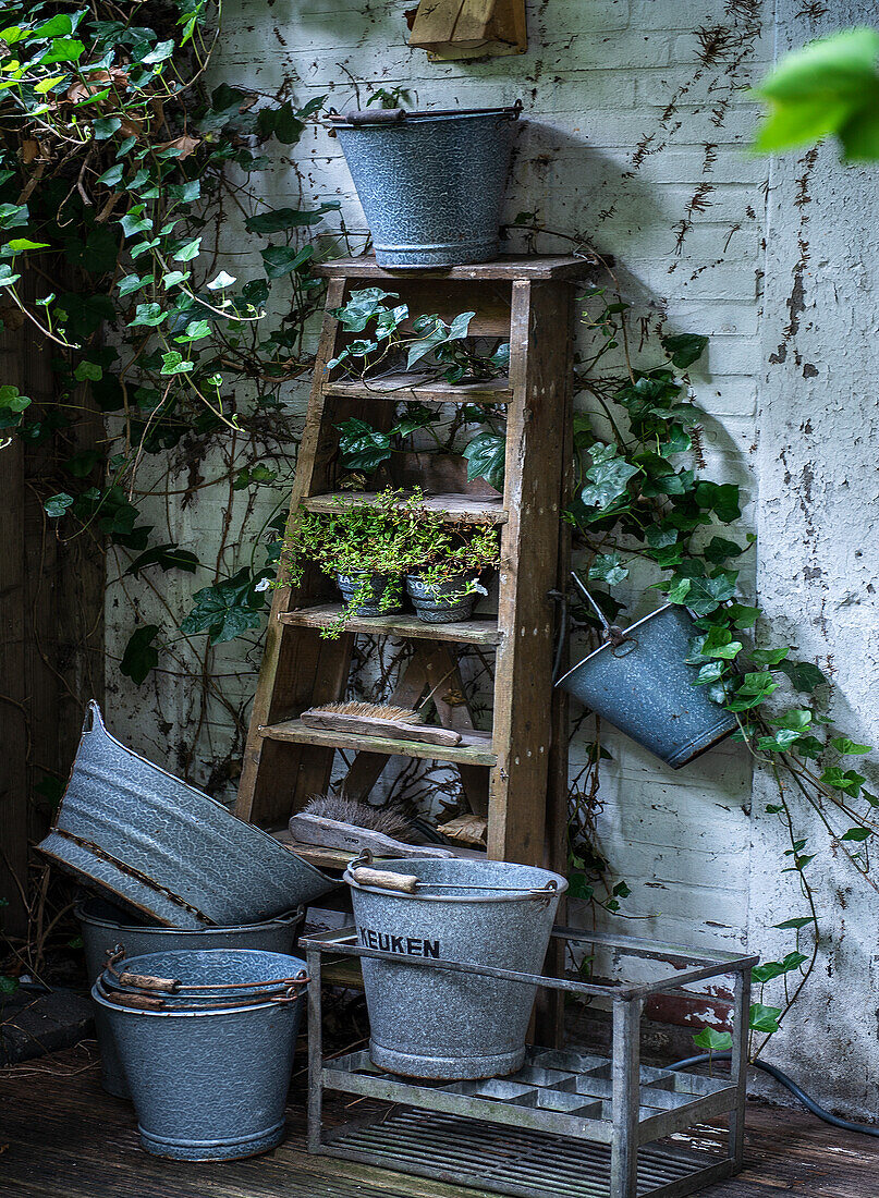 Efeu-bewachsene Gartenleiter mit Zinkeimern und Pflanzen vor weißer Backsteinwand