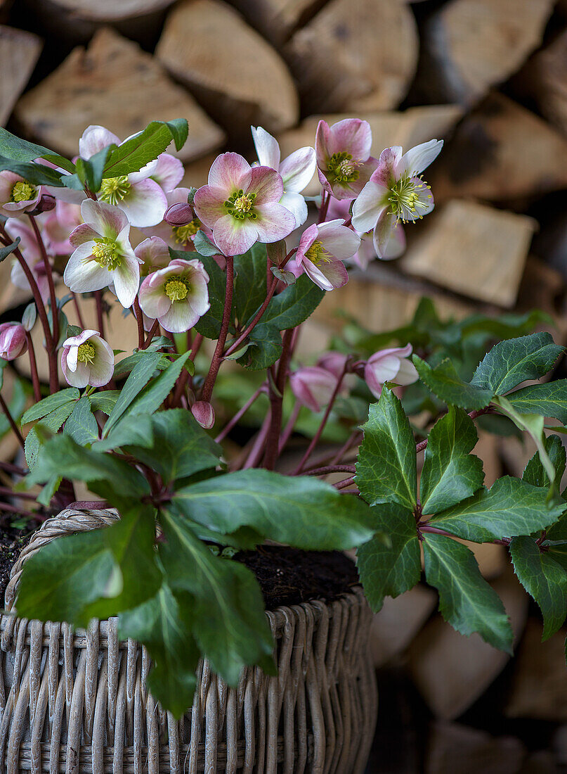 Christrose (Helleborus niger) im Weidenkorb vor gestapeltem Brennholz