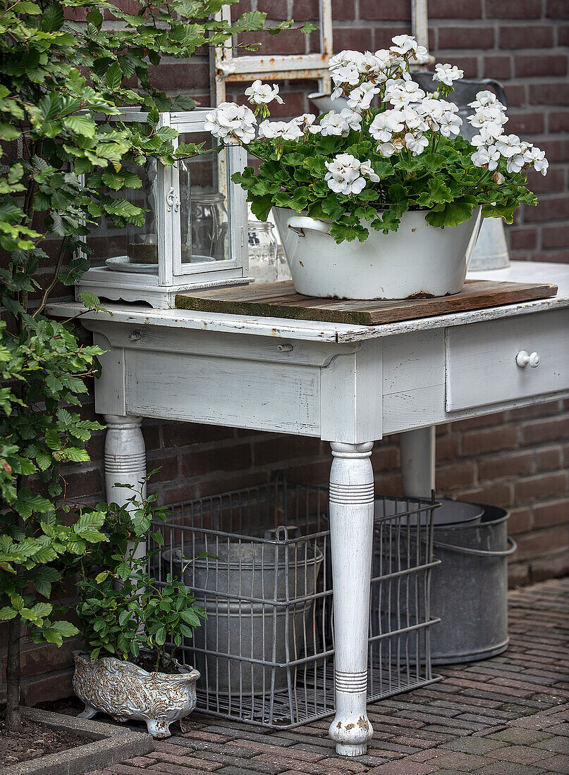 Weißer Gartentisch mit weißen Geranien (Pelargonium) in Emaille-Topf