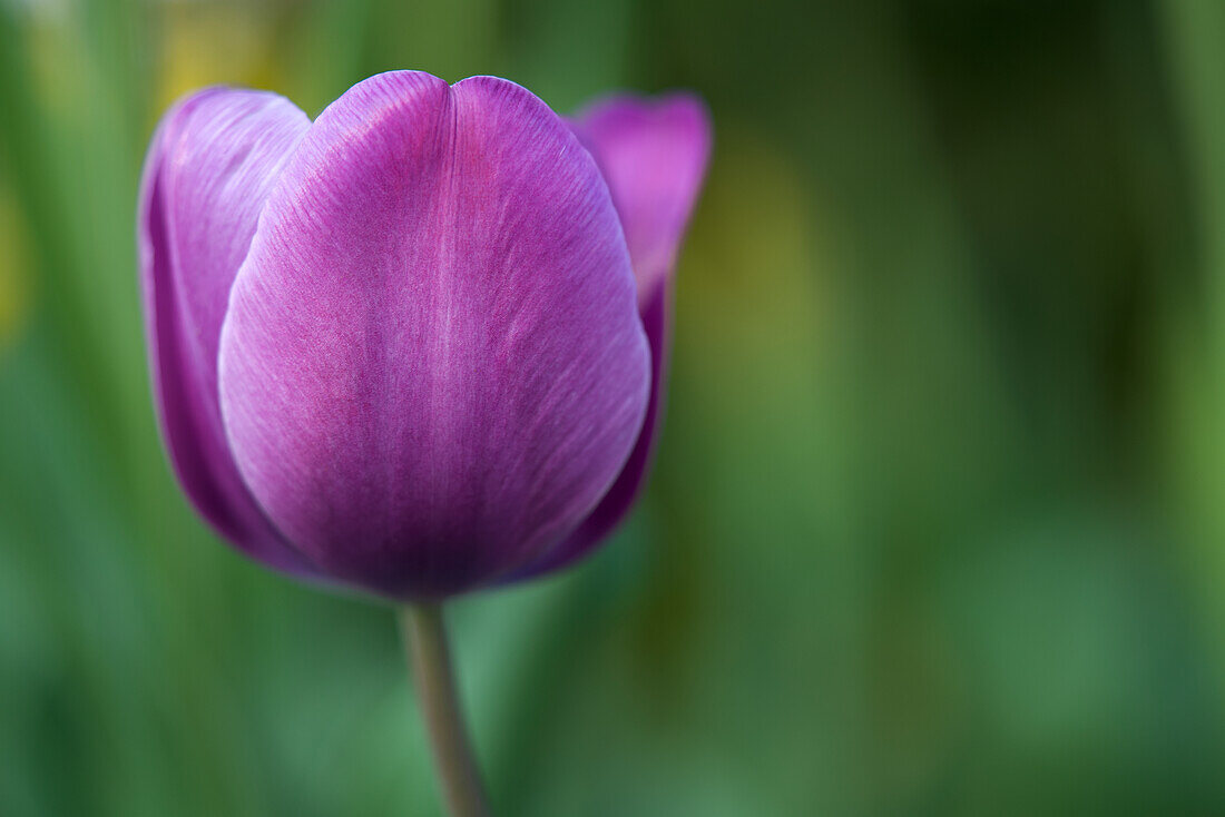 Close-up of a purple tulip, blurred green background