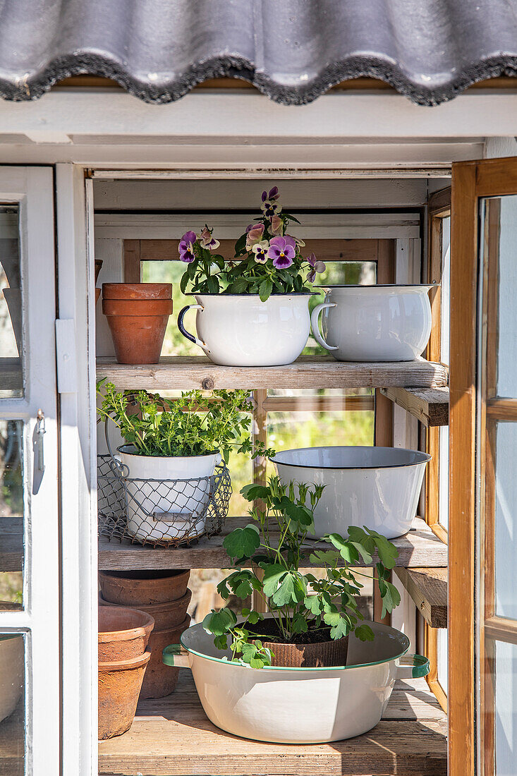 Plants in pots and bowls in a small greenhouse