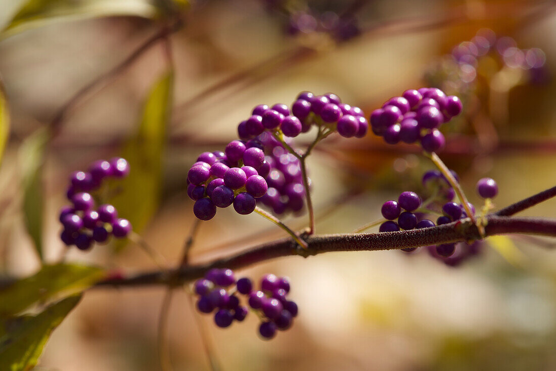Callicarpa dichotoma, purple beauty, amethyst or purple beauty fruit against a blurred background