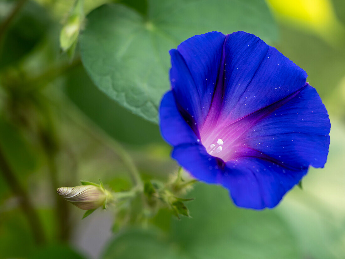 Morning glory with bud, blurred background with green leaves