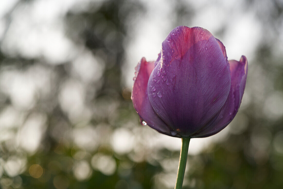Purple tulip with blurred trees in the background