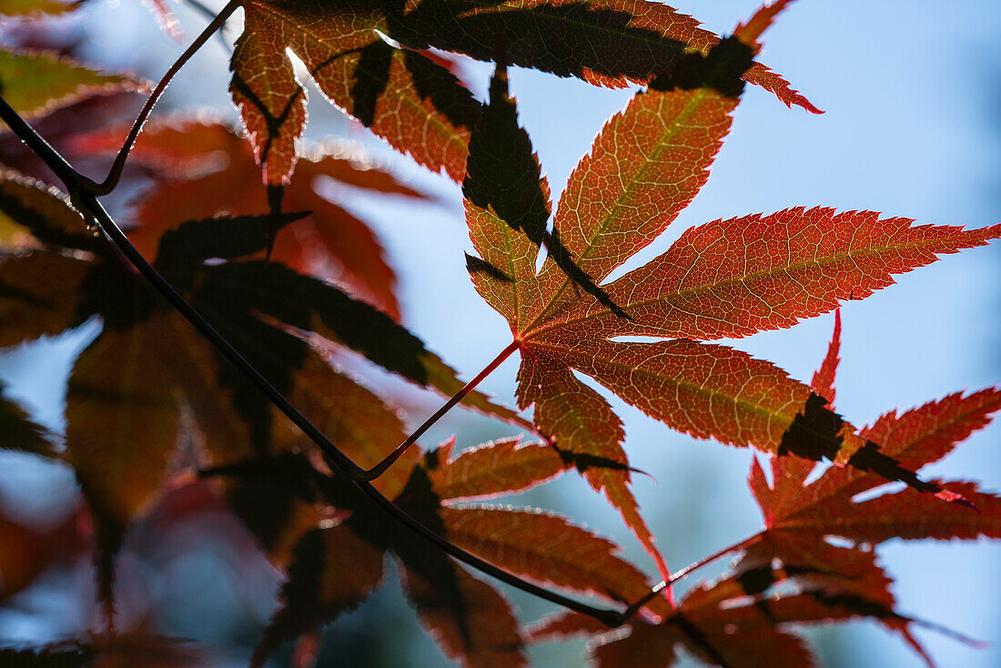 Japanese maple leaves against a blue sky