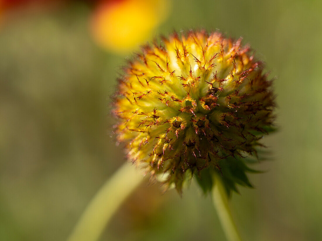 Kugelförmiger Samenkopf einer Feuerradblume (Indische Deckenblume, Sundance, Gaillardia pulchella)