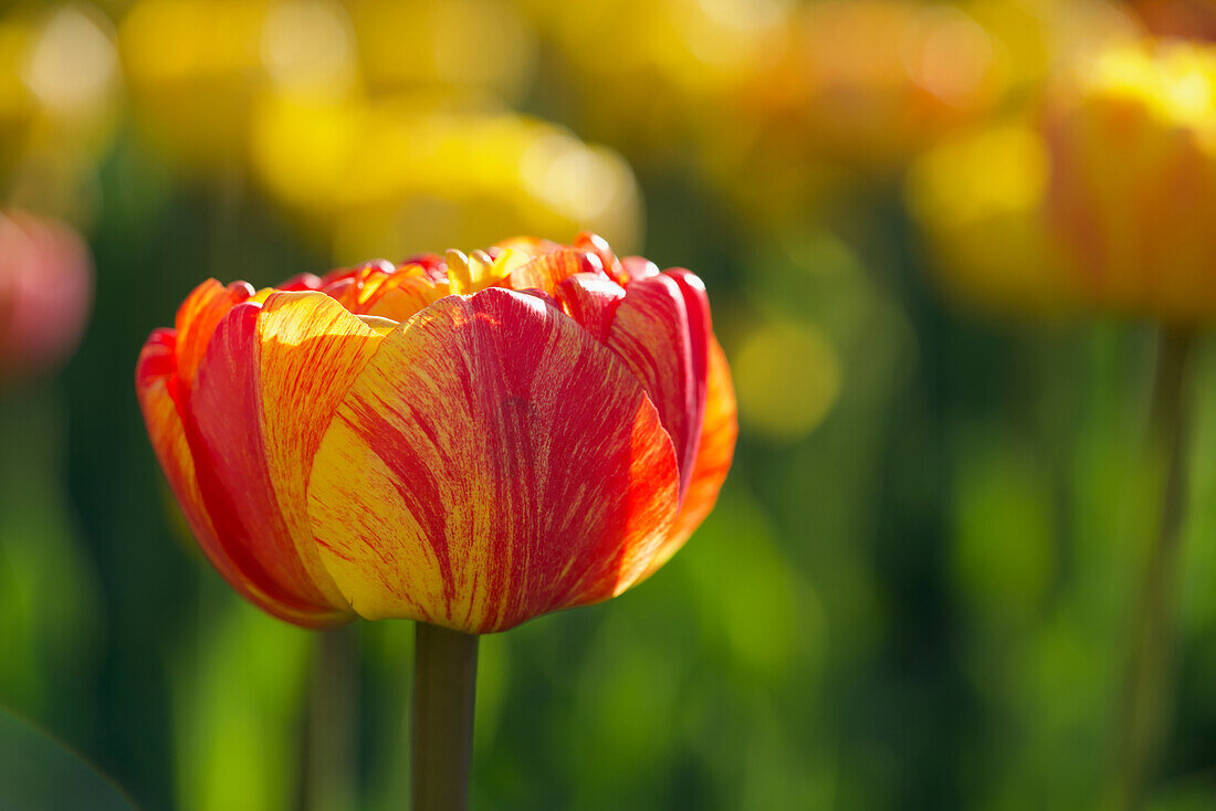 Rot-gelbe Tulpe in einem Tulpenfeld