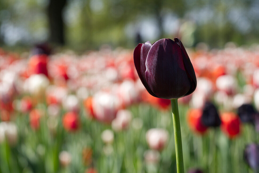 Tiefrote Tulpe in rot-weißem Tulpenfeld