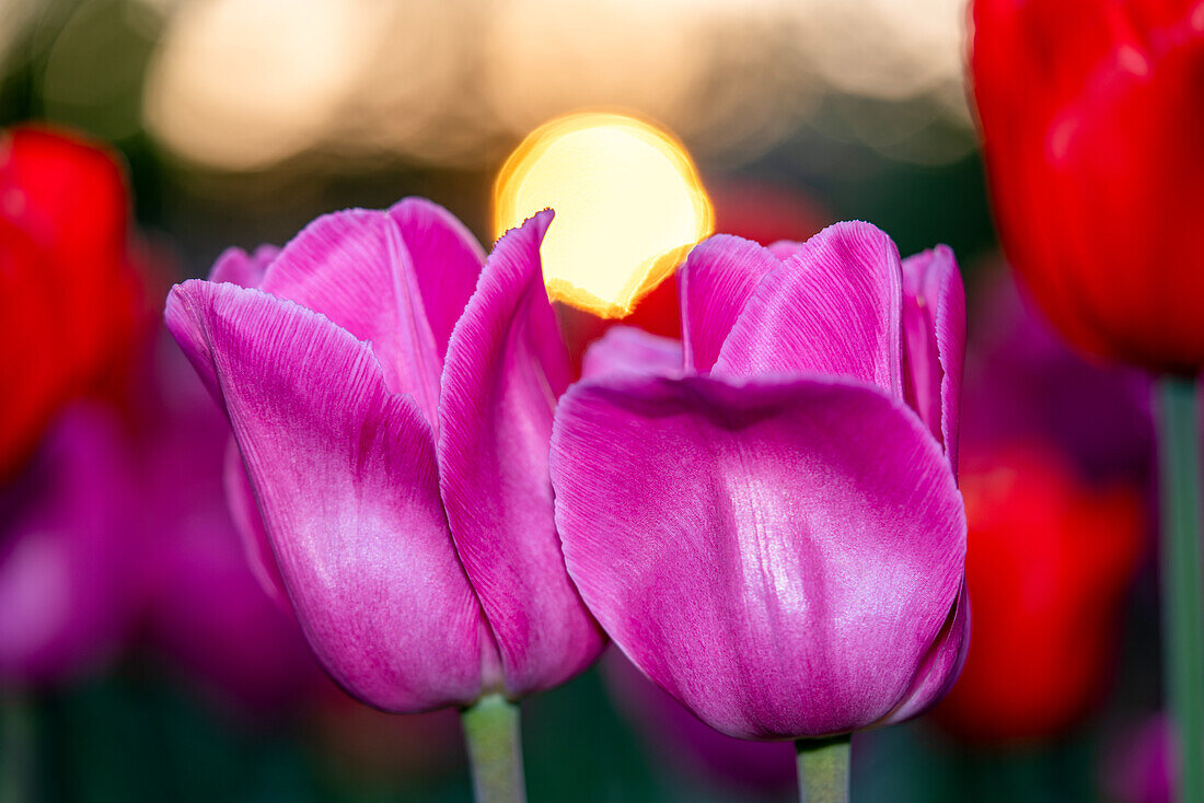 Zwei rosa Tulpen vor verschwommenem Hintergrund