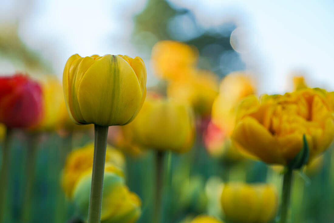 Yellow-green tulips in a field