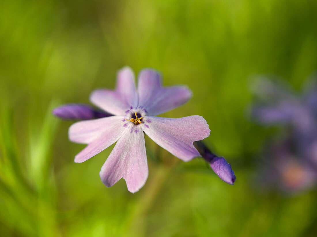 Pink moss phlox flower against a blurred background
