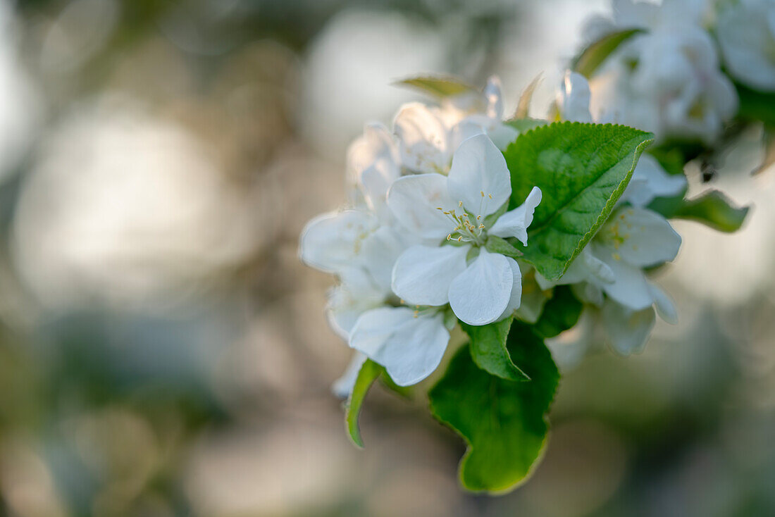 White apple blossoms on a tree against a blurred background